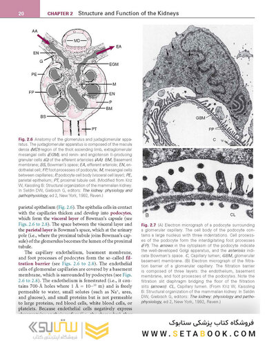 Renal Physiology: Mosby Physiology Series 6th Edition 2018