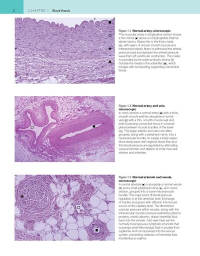 Robbins and Cotran Atlas of Pathology (Robbins Pathology) 4th Edition