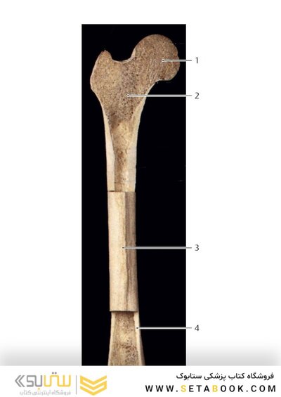 Photographic Atlas of Anatomy2021