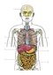 Photographic Atlas of Anatomy2021