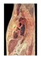 Photographic Atlas of Anatomy2021