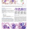 Atlas of Differential Diagnosis in Neoplastic Hematopathology2021