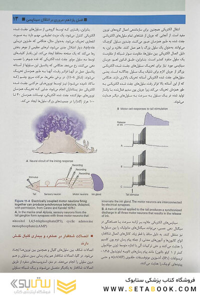 مبانی علوم اعصاب کندل 2021 جلد دوم (فصول 11 تا 16)