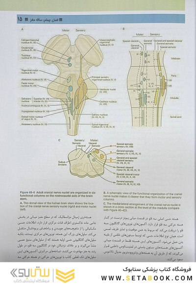 مبانی علوم اعصاب کندل 2021 جلد پنجم(فصول 40 تا 44 )