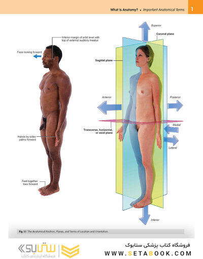 Gray’s Anatomy for Students 5th Edition 2024