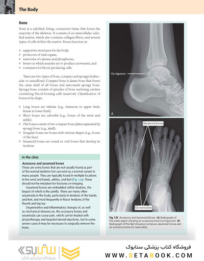 Gray’s Anatomy for Students 5th Edition 2024