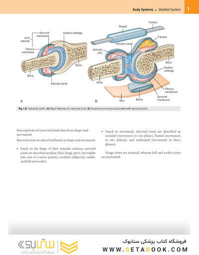 Gray’s Anatomy for Students 5th Edition 2024