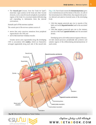 Gray’s Anatomy for Students 5th Edition 2024