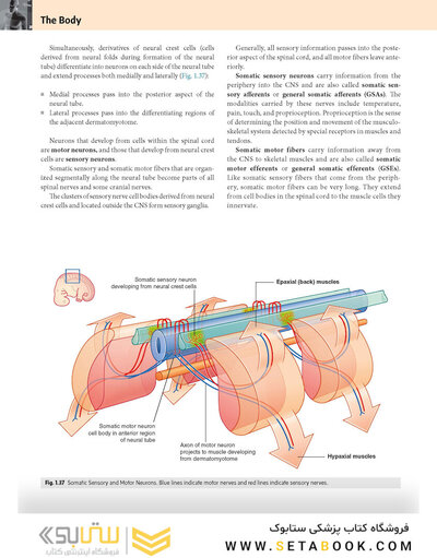 Gray’s Anatomy for Students 5th Edition 2024