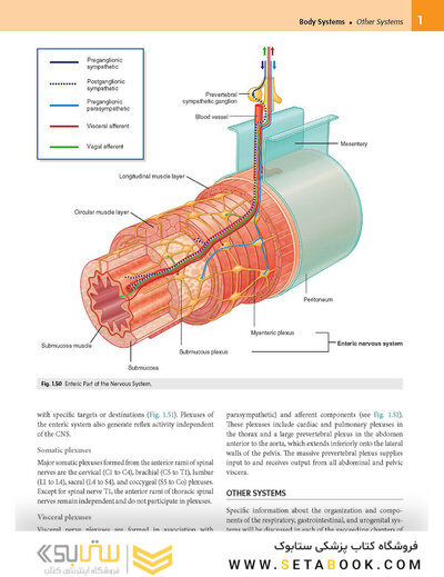 Gray’s Anatomy for Students 5th Edition 2024