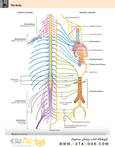 Gray’s Anatomy for Students 5th Edition 2024
