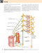 Gray’s Anatomy for Students 5th Edition 2024