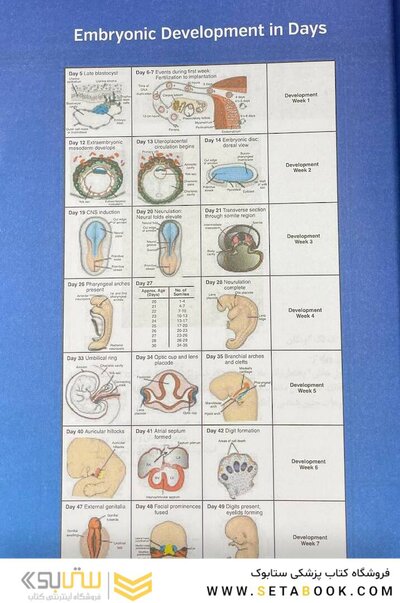 جنین  شناسی پزشکی لانگمن 2024