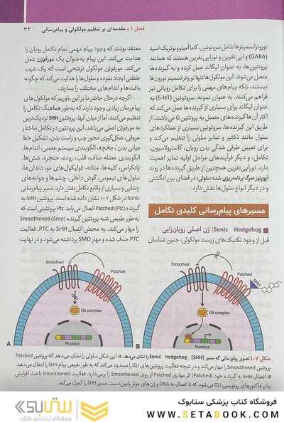 جنین  شناسی پزشکی لانگمن 2024