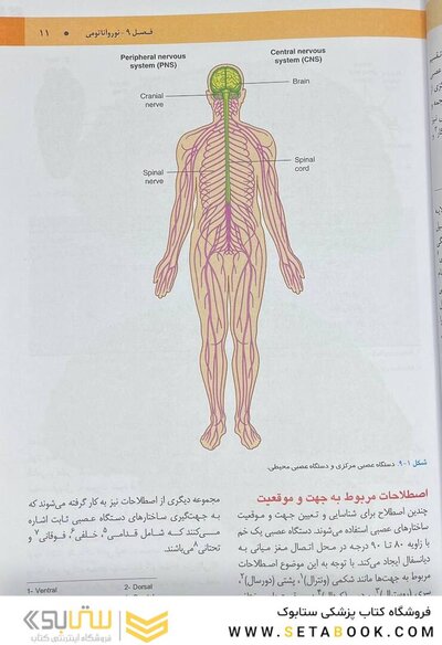 نوروآناتومی گری برای دانشجویان 2024 جلد چهارم