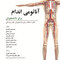 آناتومی اندام برای دانشجویان (قابل استفاده برای دانشجویان پزشکی)