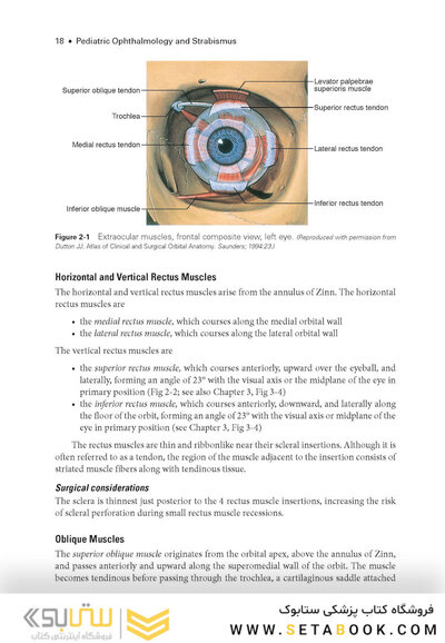 2024-2025 Basic and Clinical Science Course, Section 6: Pediatric Ophthalmology and Strabismus
