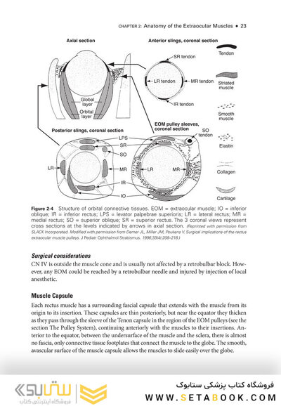 2024-2025 Basic and Clinical Science Course, Section 6: Pediatric Ophthalmology and Strabismus