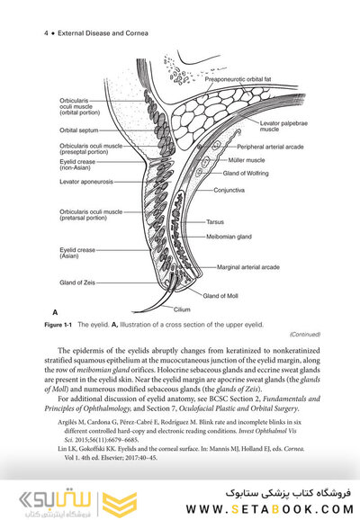 2024-2025 Basic and Clinical Science Course, Section 8: External Disease and Cornea