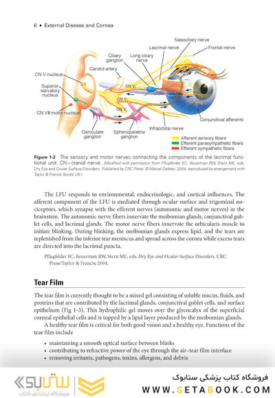 2024-2025 Basic and Clinical Science Course, Section 8: External Disease and Cornea