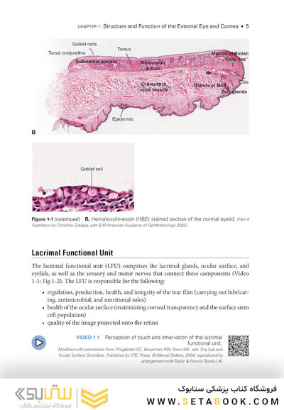 2024-2025 Basic and Clinical Science Course, Section 8: External Disease and Cornea