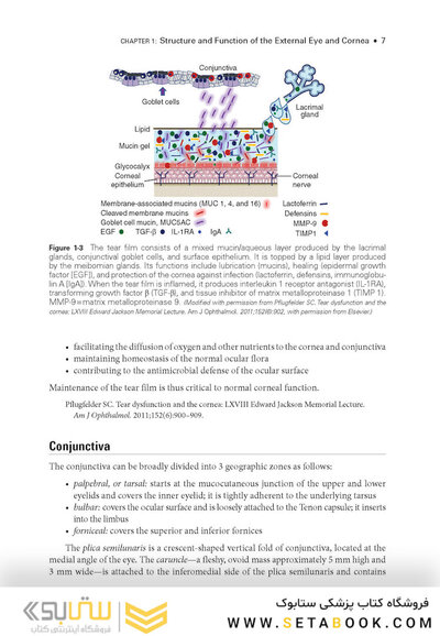 2024-2025 Basic and Clinical Science Course, Section 8: External Disease and Cornea