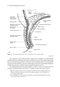2024-2025 Basic and Clinical Science Course, Section 8: External Disease and Cornea