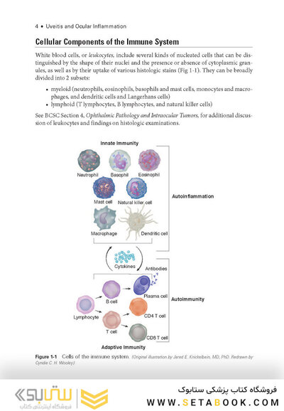 2024-2025 Basic and Clinical Science Course, Section 9: Uveitis and Ocular Inflammation