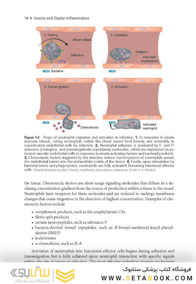 2024-2025 Basic and Clinical Science Course, Section 9: Uveitis and Ocular Inflammation