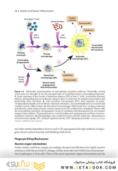 2024-2025 Basic and Clinical Science Course, Section 9: Uveitis and Ocular Inflammation