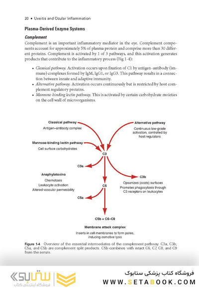 2024-2025 Basic and Clinical Science Course, Section 9: Uveitis and Ocular Inflammation
