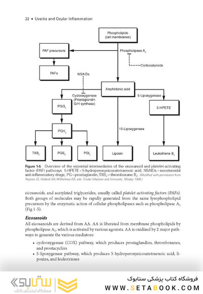 2024-2025 Basic and Clinical Science Course, Section 9: Uveitis and Ocular Inflammation