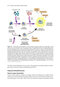 2024-2025 Basic and Clinical Science Course, Section 9: Uveitis and Ocular Inflammation