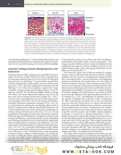 Firestein & Kelley’s Textbook of Rheumatology, 12th Edition 2025