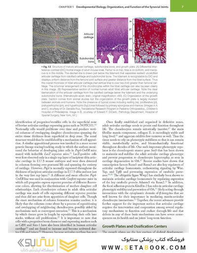 Firestein & Kelley’s Textbook of Rheumatology, 12th Edition 2025