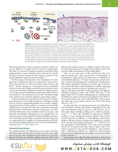 Firestein & Kelley’s Textbook of Rheumatology, 12th Edition 2025
