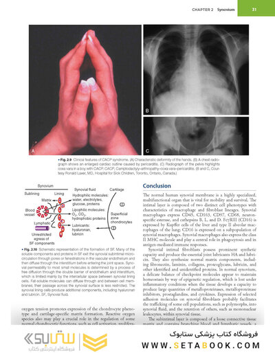 Firestein & Kelley’s Textbook of Rheumatology, 12th Edition 2025