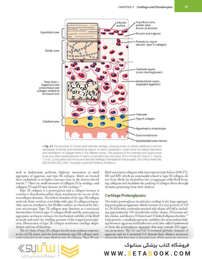 Firestein & Kelley’s Textbook of Rheumatology, 12th Edition 2025