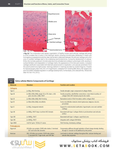 Firestein & Kelley’s Textbook of Rheumatology, 12th Edition 2025