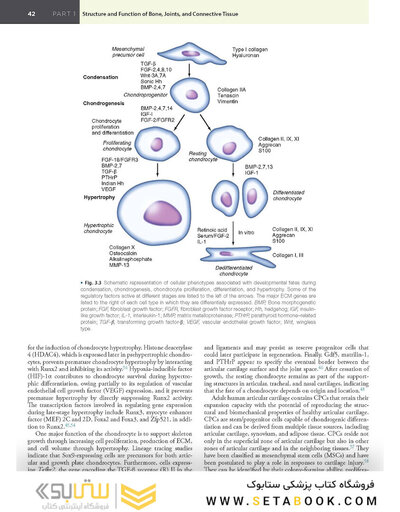 Firestein & Kelley’s Textbook of Rheumatology, 12th Edition 2025