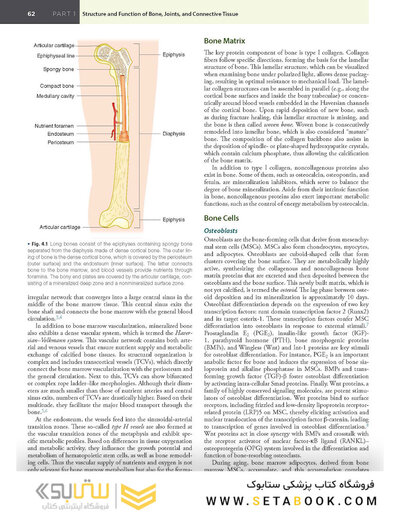 Firestein & Kelley’s Textbook of Rheumatology, 12th Edition 2025