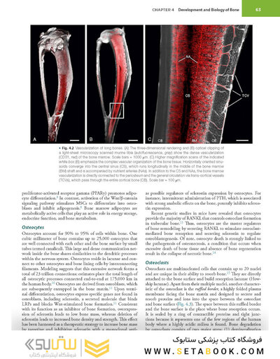 Firestein & Kelley’s Textbook of Rheumatology, 12th Edition 2025