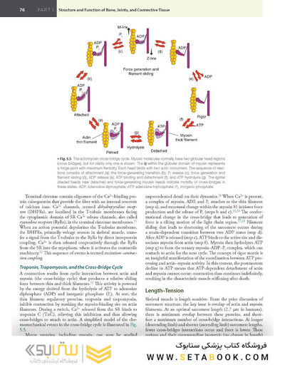 Firestein & Kelley’s Textbook of Rheumatology, 12th Edition 2025