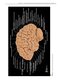 Imaging Anatomy of the Human Brain: A Comprehensive Atlas Including Adjacent Structures 1st Edition 2016