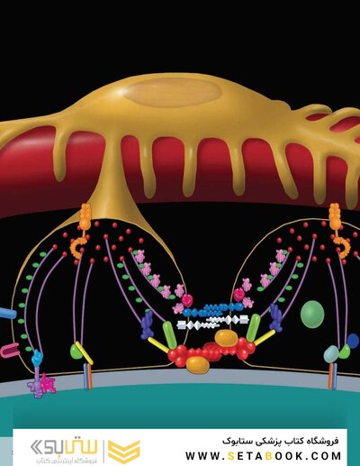 Diagnostic Pathology: Kidney Diseases 4th Edicion 2023