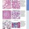 Diagnostic Pathology: Kidney Diseases 4th Edicion 2023