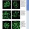 Diagnostic Pathology: Kidney Diseases 4th Edicion 2023