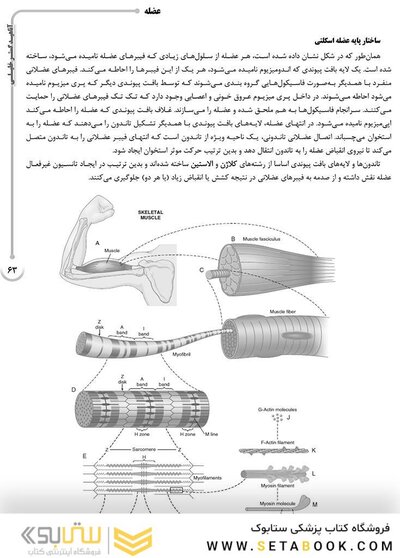 AGK درسنامه فیزیولوژی پزشکی 2جلدی (ویژه کارشناسی ارشد و دکتری رشته فیزیولوژی وزارت بهداشت و دکتری فارماکولوژی و فیزیولوژی ورزشی)