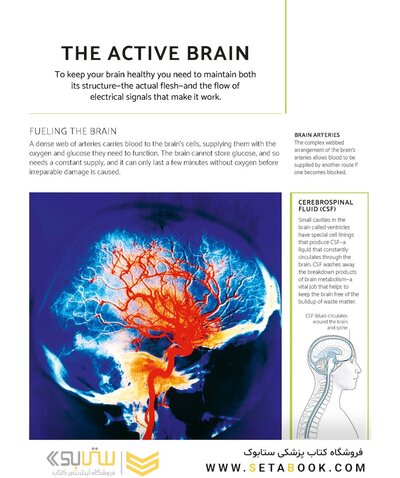 The Brain Fitness Book: Activities and puzzles to keep your mind active and healthy