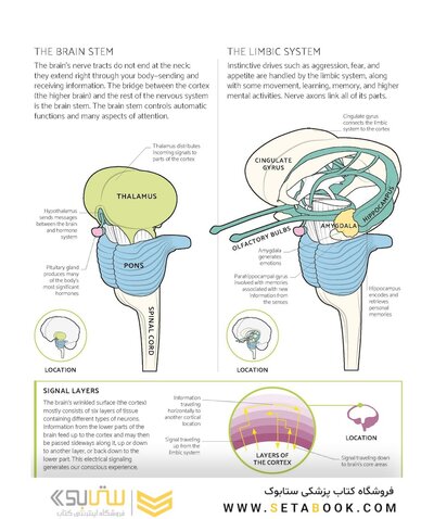The Brain Fitness Book: Activities and puzzles to keep your mind active and healthy